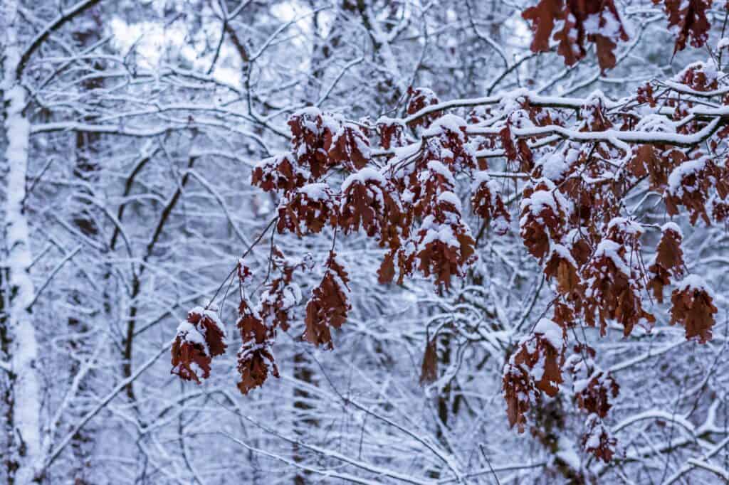 A park's oak tree leaves covered in snow