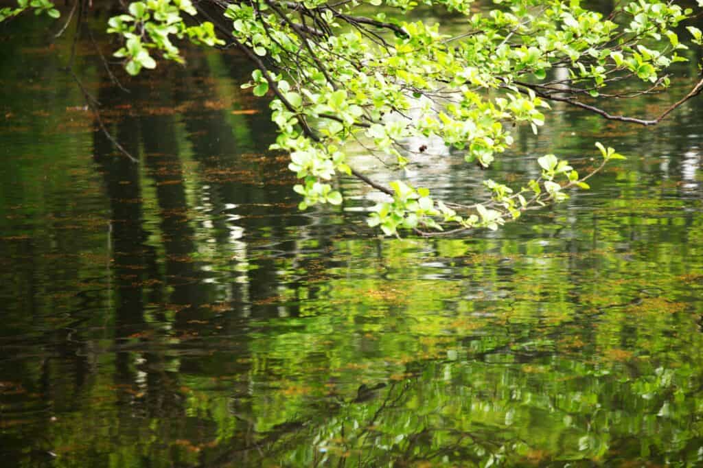 Cropped image of the park's pond